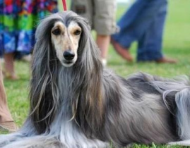 阿富汗犬,忠诚与勇猛的传奇守护者