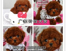 迷你贵宾犬价格,品质与价值的完美融合