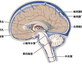 什么是脑脊液,脑脊液的生成与生理功能概述