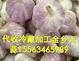 山东金乡大蒜最新价格,最新行情解析与市场展望”