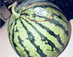钦州网红吃瓜,揭秘当地美食背后的故事