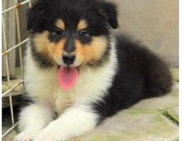 苏格兰牧羊犬多少钱,品种、血统与地区差异影响下的市场行情”