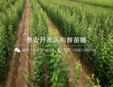 苗木信息,2025年苗木市场动态与资源整合概述
