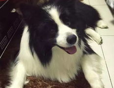 犬类智商排名,哪些犬种智慧超群？