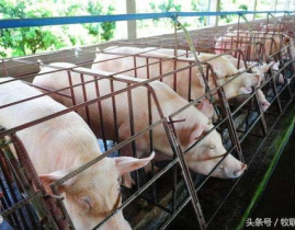 怎么养猪赚钱,高效养殖技巧与盈利策略