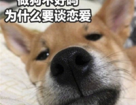 单身狗图片 搞笑图片